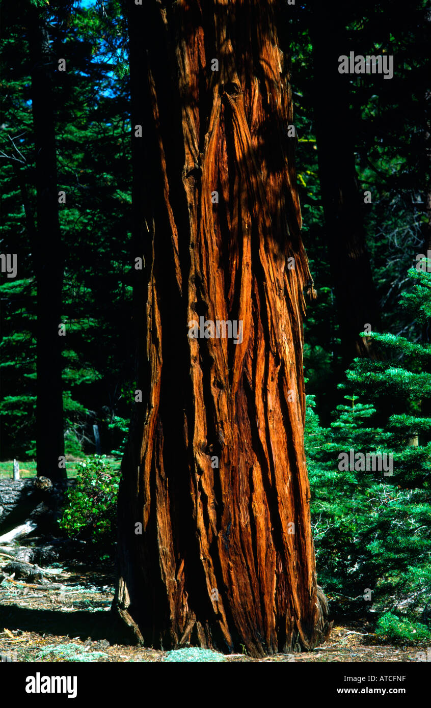 incense cedar tree Libocedrus decurrens trunk bark.  Sugar Pine Point State Park on western side of  Lake Tahoe California Stock Photo