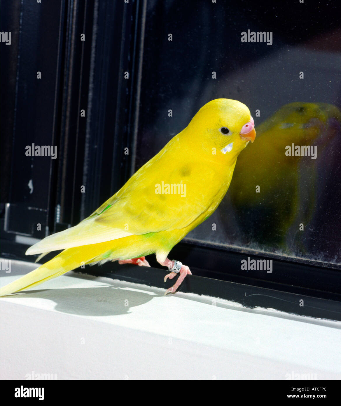 Parakeet Reflection Budgerigar hobby hi-res stock photography and images - Alamy