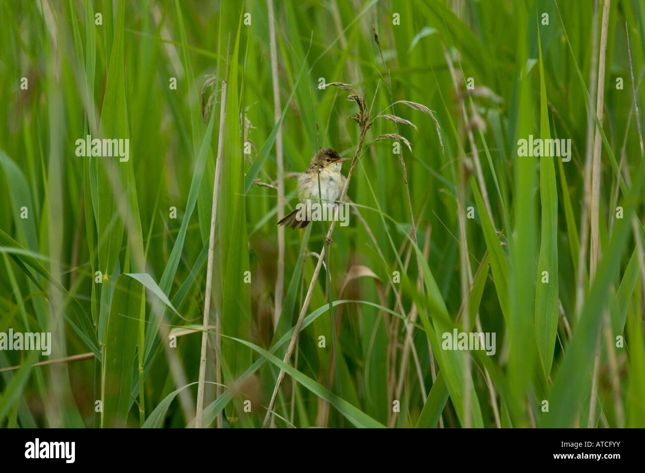 Reed Warbler (Acrocephalus scirpaceus) sitting on Phragmities stem Stock Photo