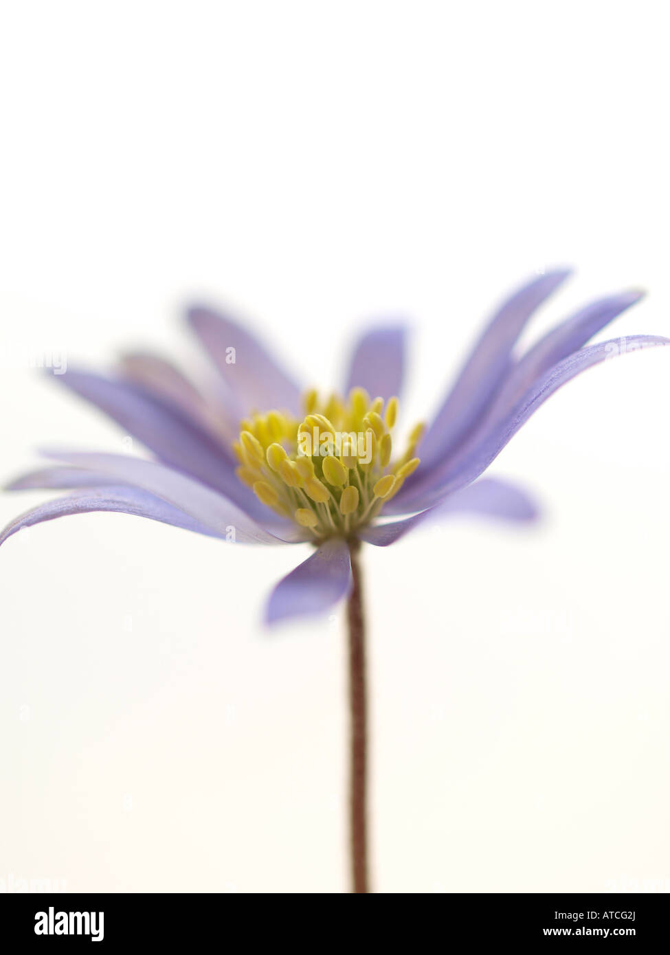 Anemone in close up Stock Photo