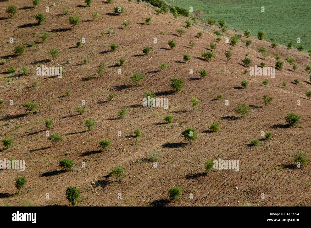 Trees and trees in rural villages hi-res stock photography and images ...