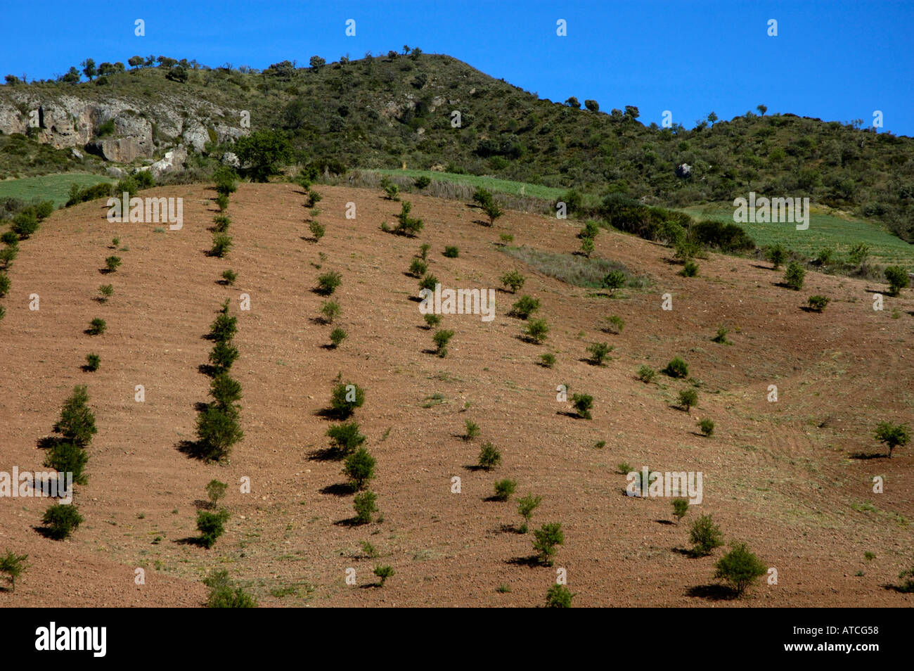 Spain Andalusia Fields Of Olives Trees Between Alora And Ronda Villages ...