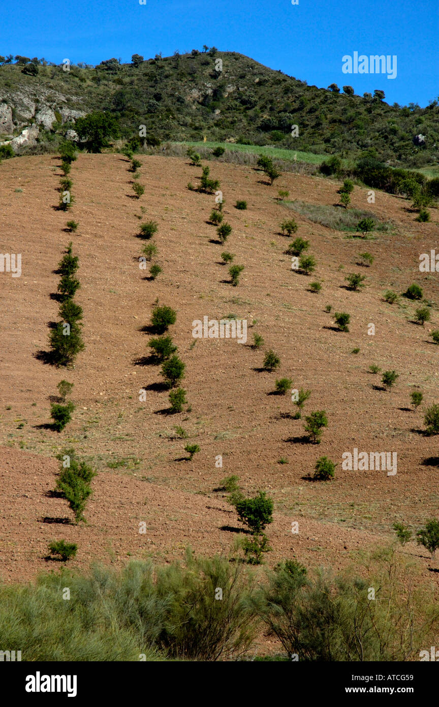 Furrow alignment hi-res stock photography and images - Alamy