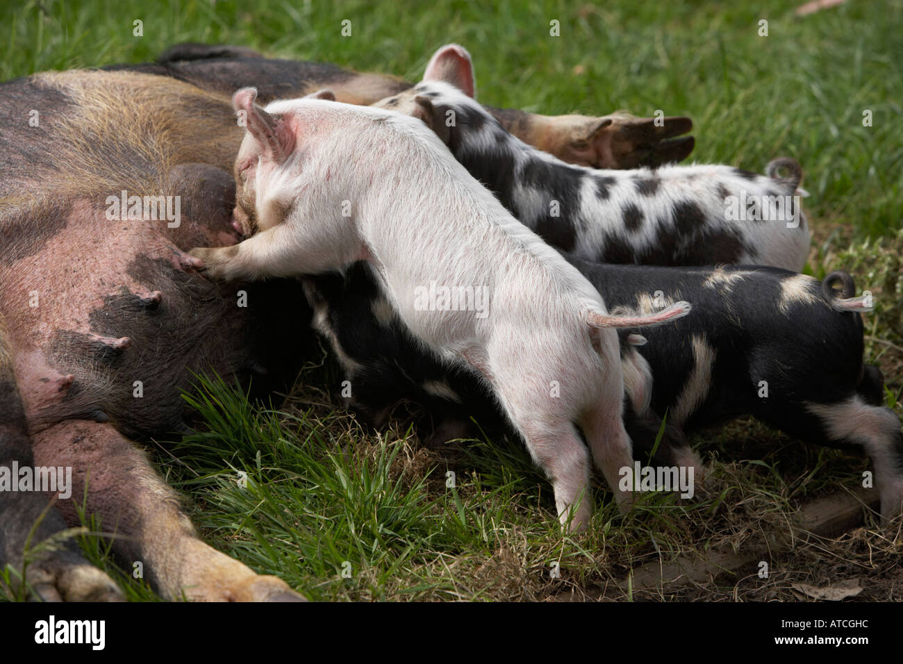 young piglets sucking milk from their mother pig Stock Photo