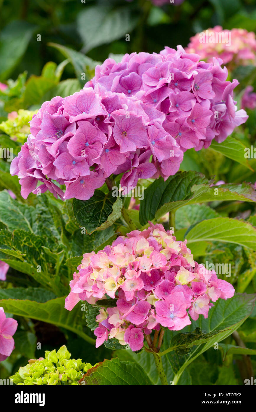 Hydrangea macrophylla Souvenir de Pres Doumer Stock Photo - Alamy