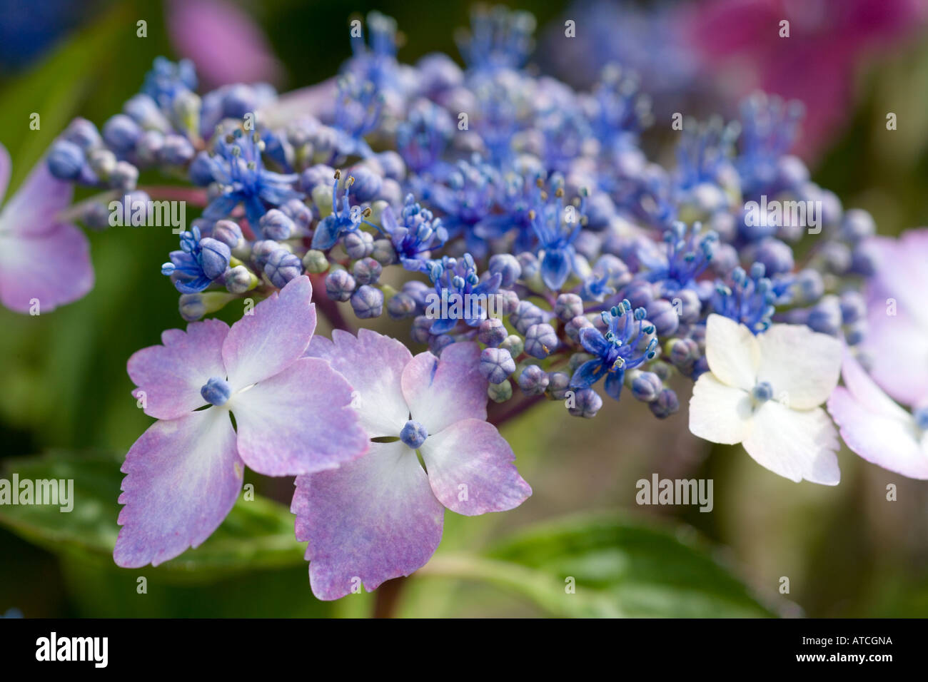 Hydrangea macrophylla Mariesii Lilacina Stock Photo