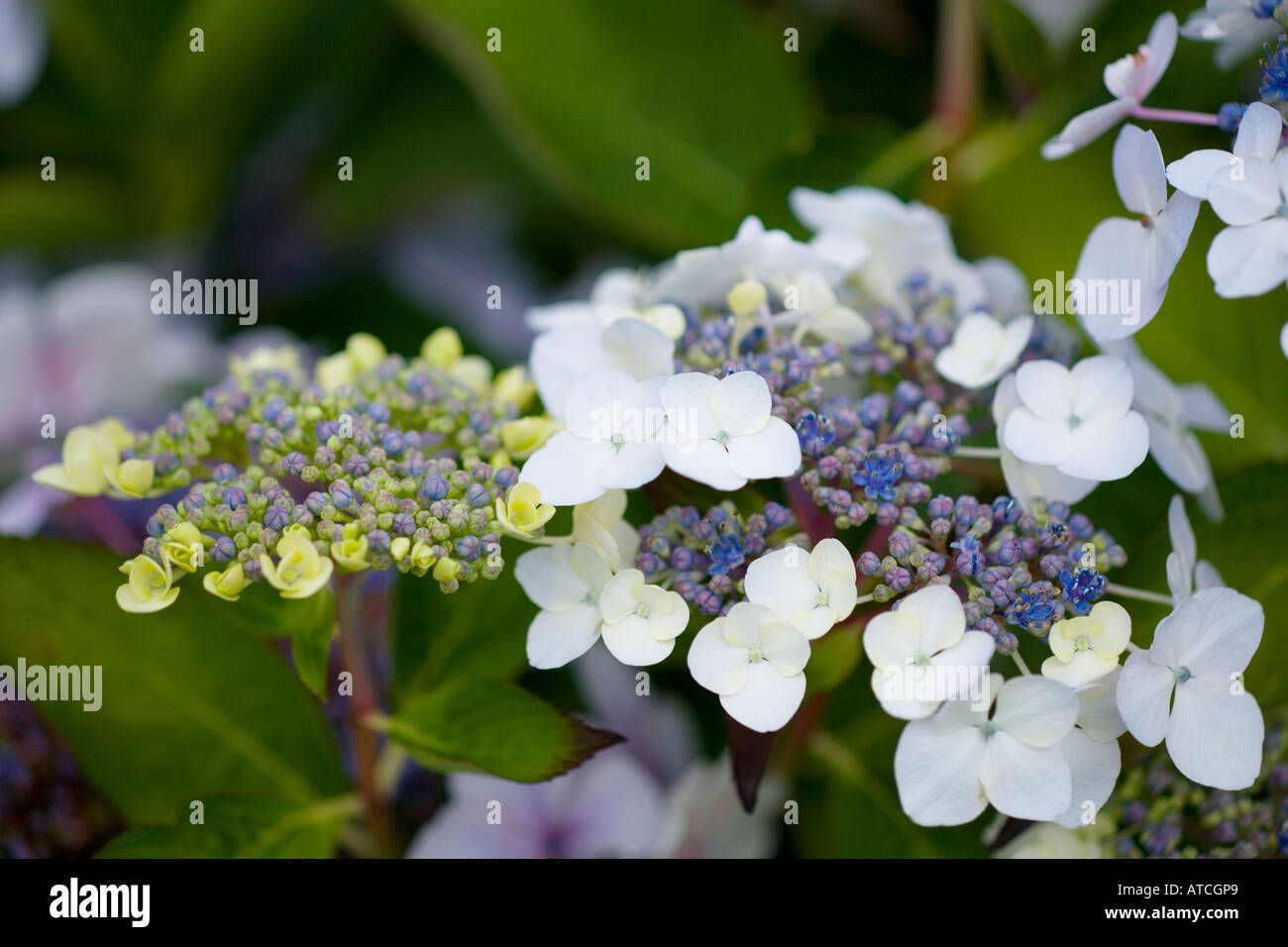 Hydrangea macrophylla Mariesii Stock Photo