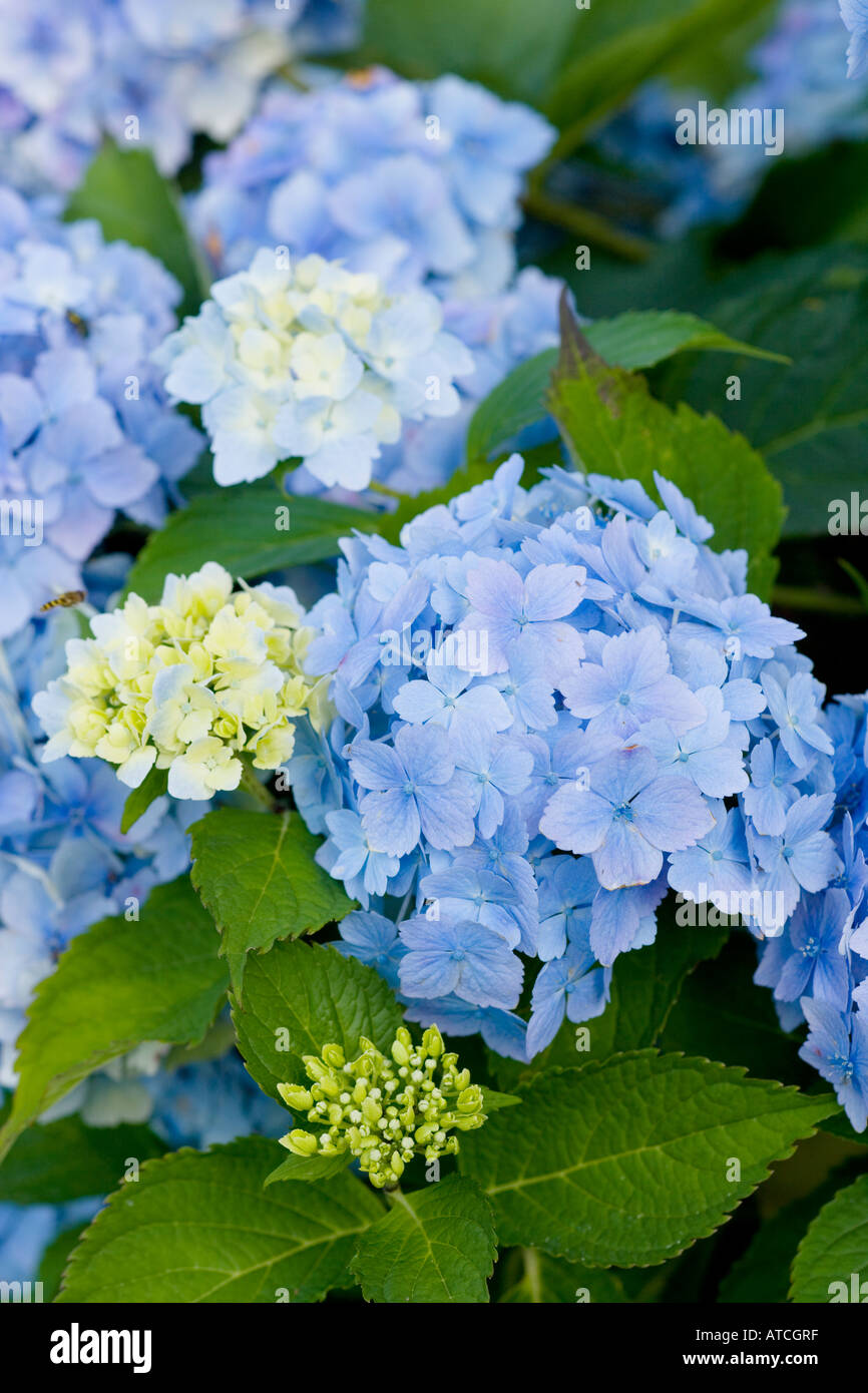 Hydrangea macrophylla Marie Claire Stock Photo
