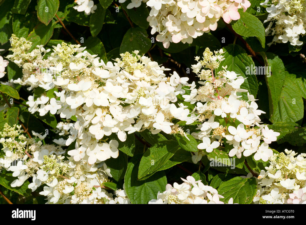 Hydrangea paniculata Unique Stock Photo - Alamy