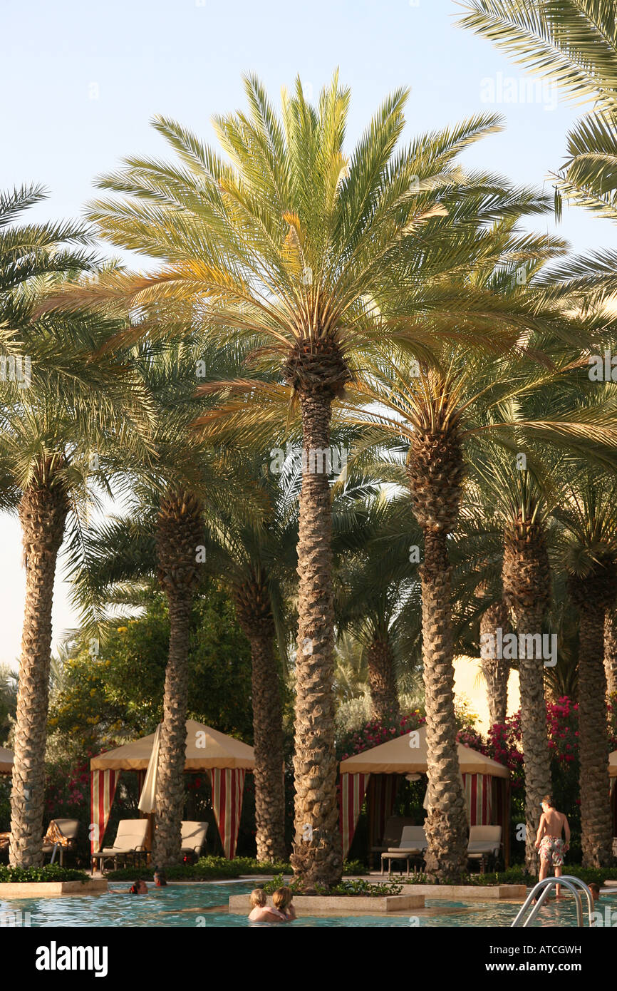 Pool with palms Stock Photo Alamy