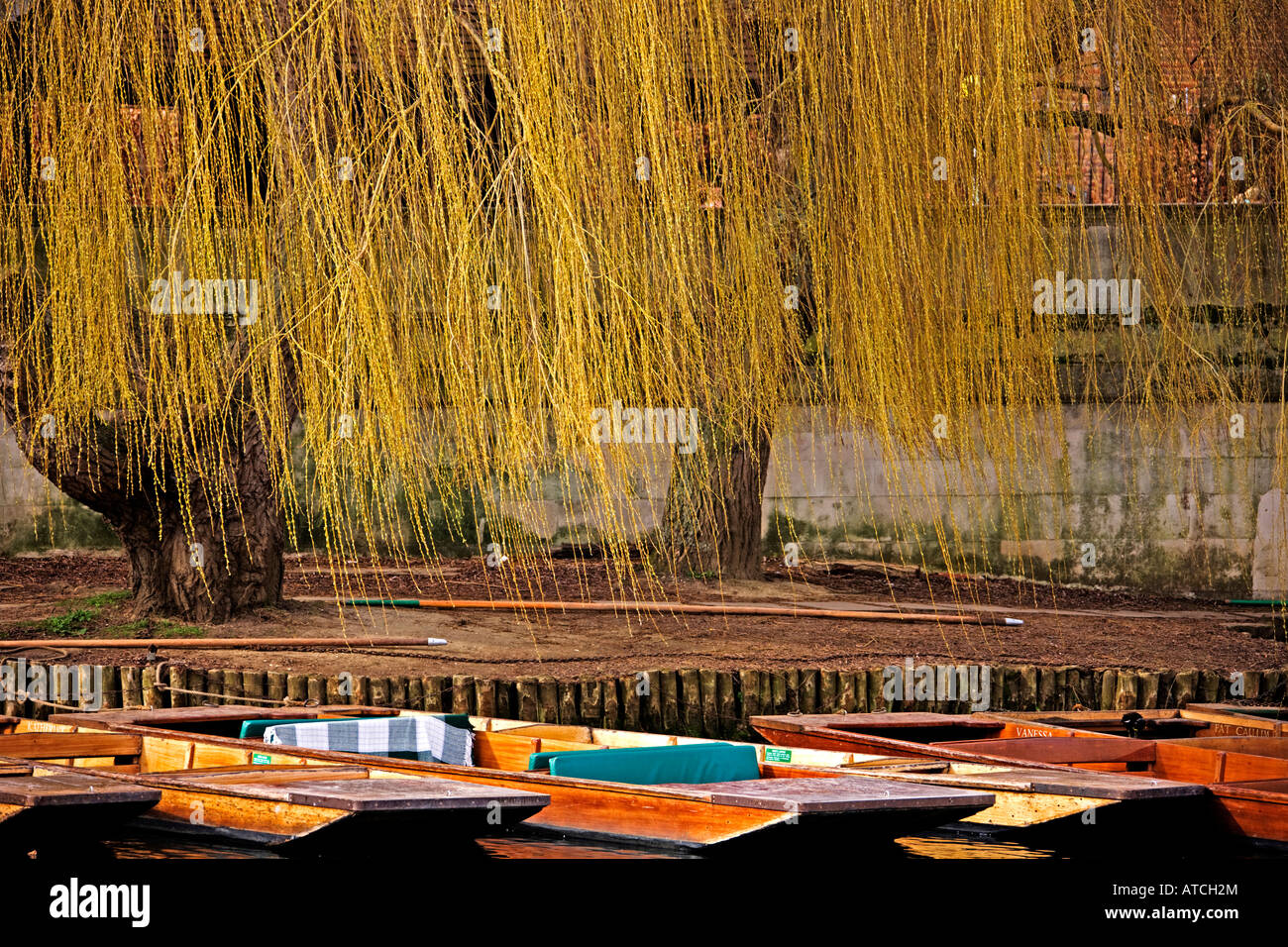 Weeping Willows on the cam. cambridge, Cambridgeshire. East Anglia. UK. Stock Photo
