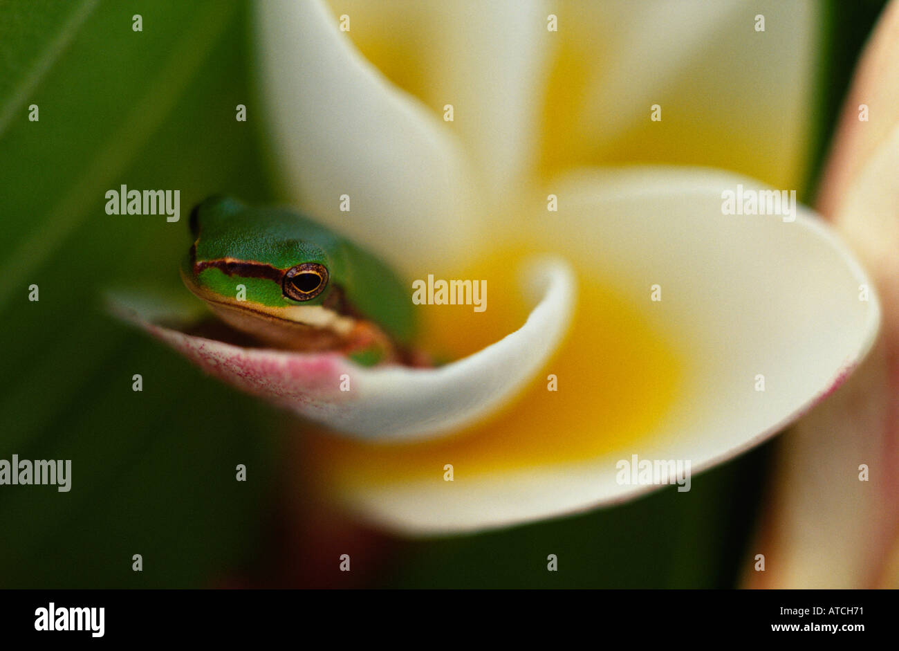 Dainty Green Tree Frog (Litoria gracilenta) in flower, Western Australia Stock Photo