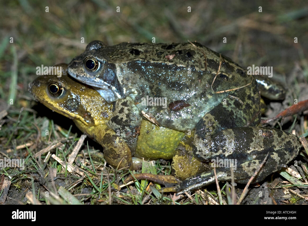 Common Frogs on their way to a pond to spawn note the size difference