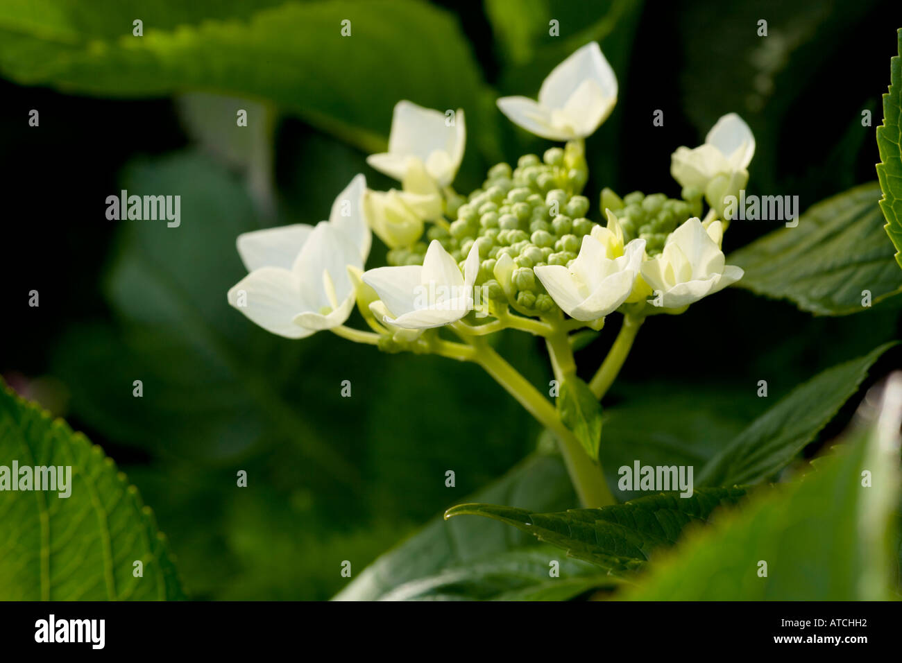 Hydrangea macrophylla lanarth white hi-res stock photography and images ...