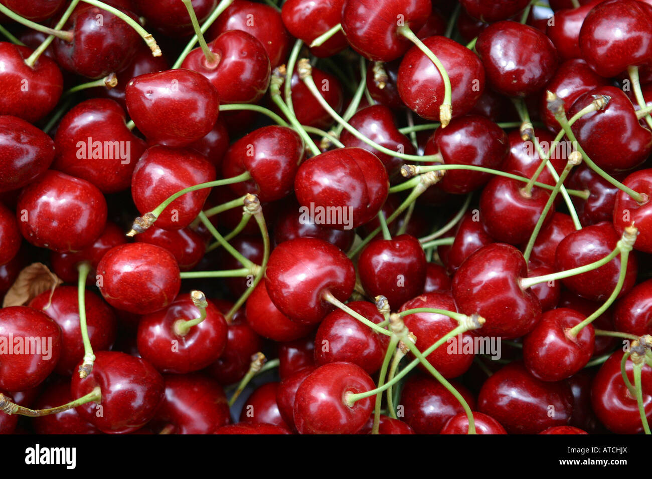 Cherry Red Cherries With Stems Closeup Fresh Juicy Fruit Diet Slim Cerise Rouge Fraiche Healthy Living Stock Photo Alamy Cherry Red Cherries With Stems Closeup Fresh Juicy Fruit Diet Slim Cerise Rouge Fraiche Healthy Living Stock Photo Alamy