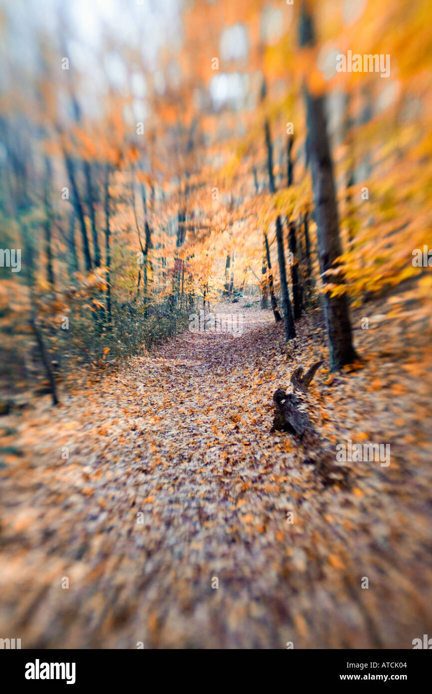 Autumn landscape forest path hi-res stock photography and images - Alamy