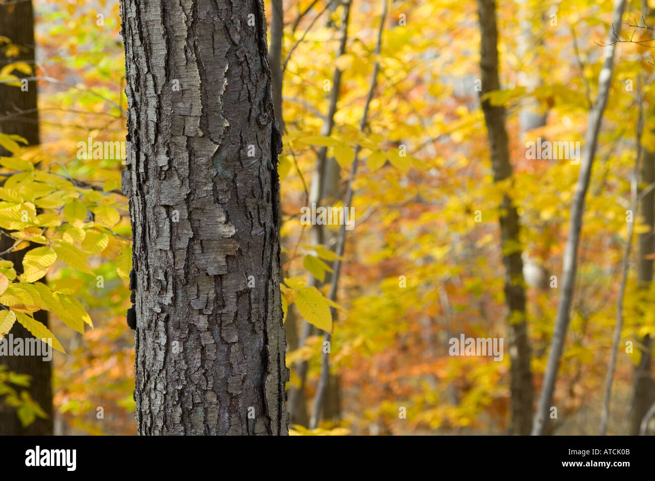 New england tradition hi-res stock photography and images - Alamy