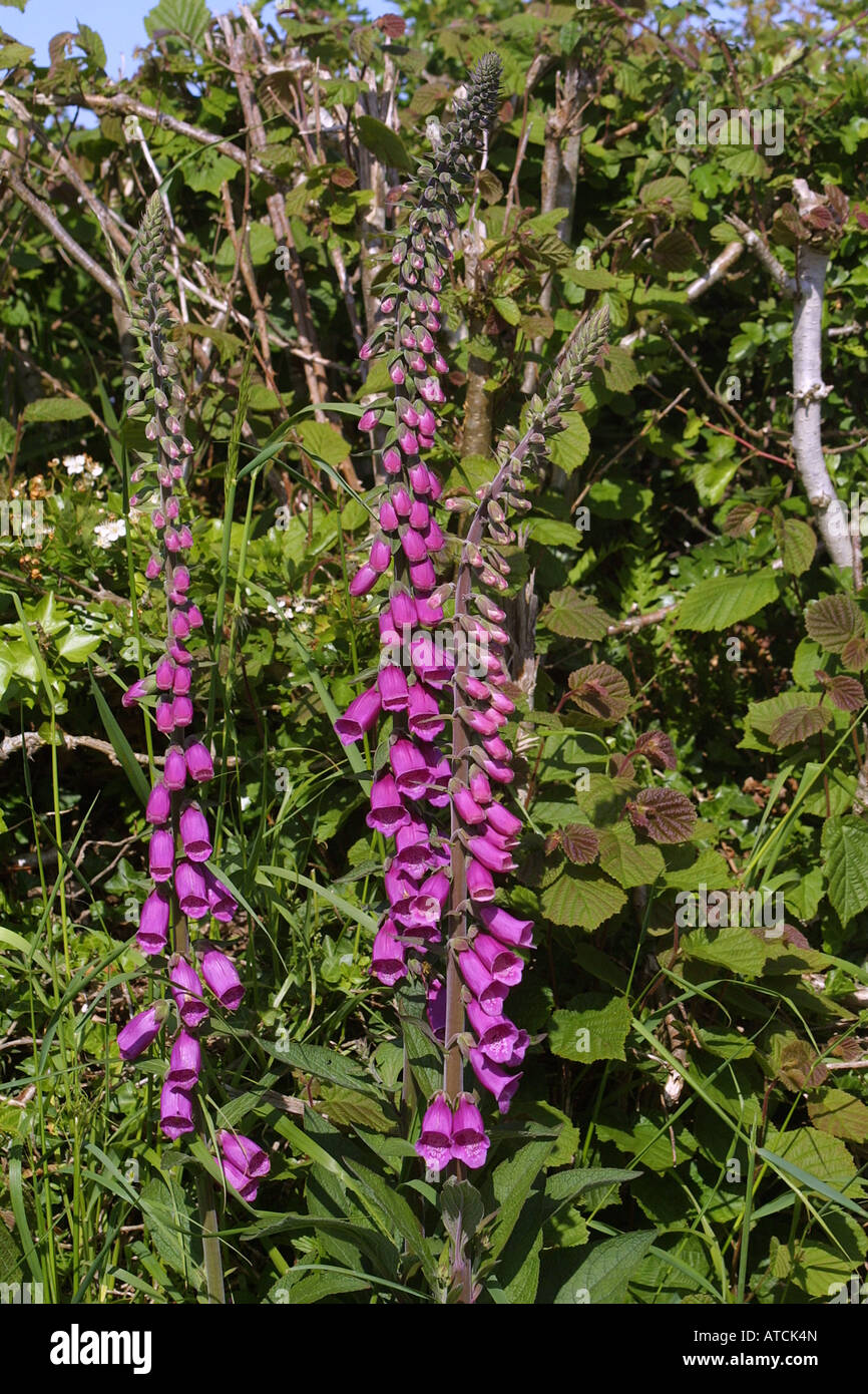 Pink Foxglove Flower, Digitalis is a genus of herbaceous perennials