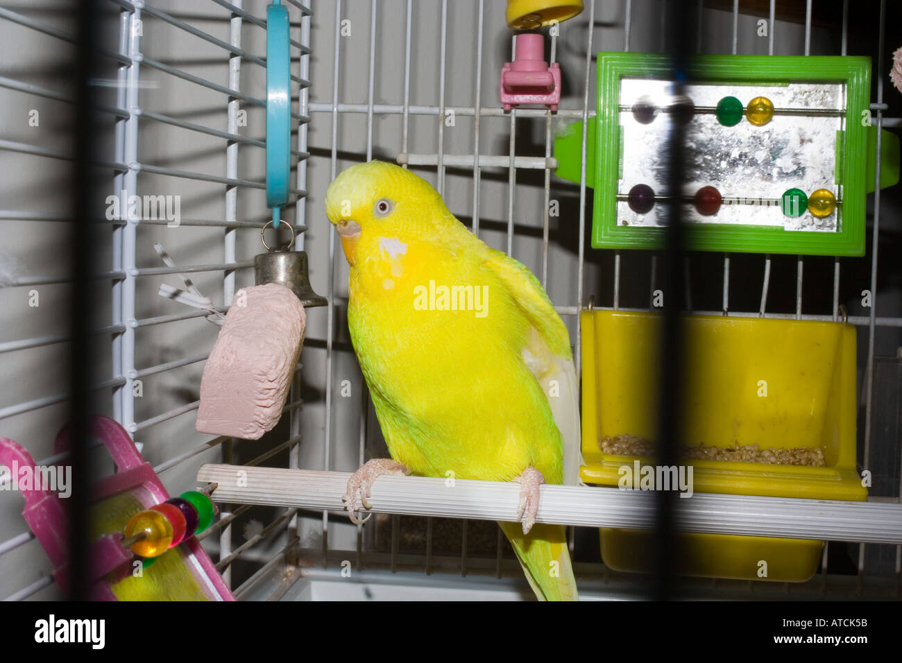 Budgie in cage Stock Photo Alamy