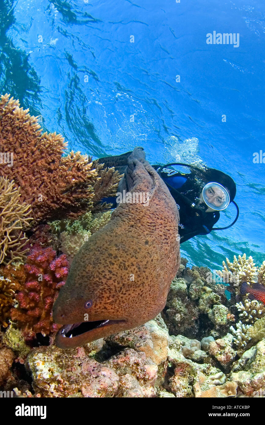 Female diver in colorful reefscape with a huge moray eel hires stock