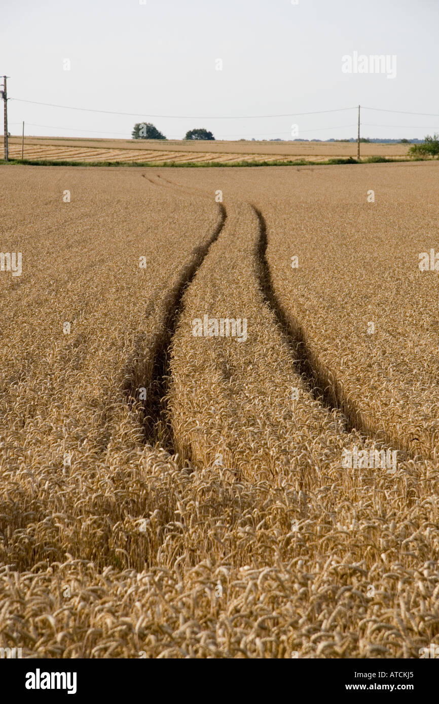 Wheat field with tractor tracks Stock Photo - Alamy