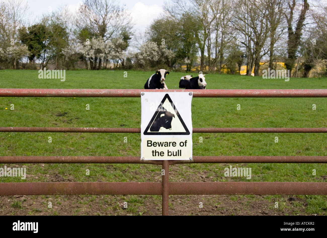 Beware of the Bull Stock Photo - Alamy