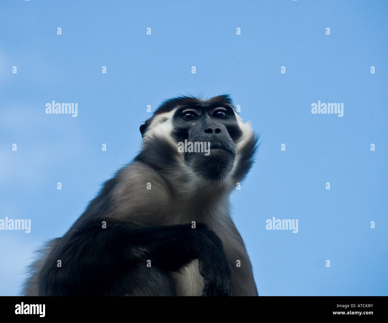An arrogant looking Cherry Crowned Mangabey against a blue sky.  Cercocebus torquatas Stock Photo