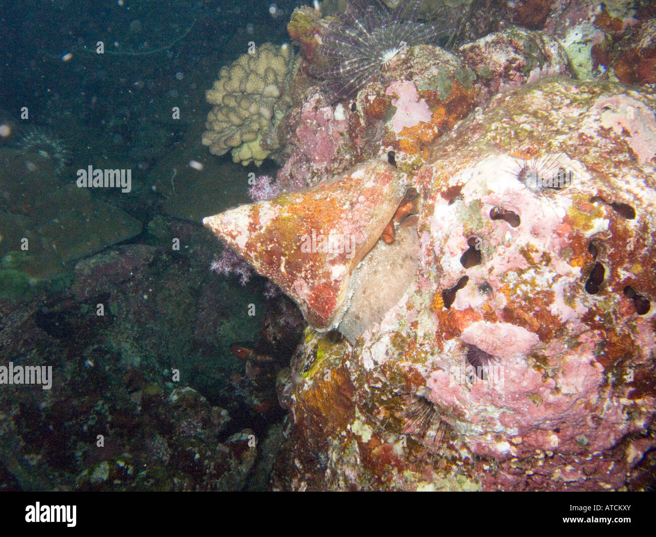 Maculated top, Trochus maculatus, shell at night February 2008, Similan islands, Andaman sea, Thailand Stock Photo