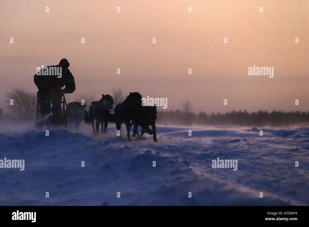 dog sleding race Stock Photo - Alamy