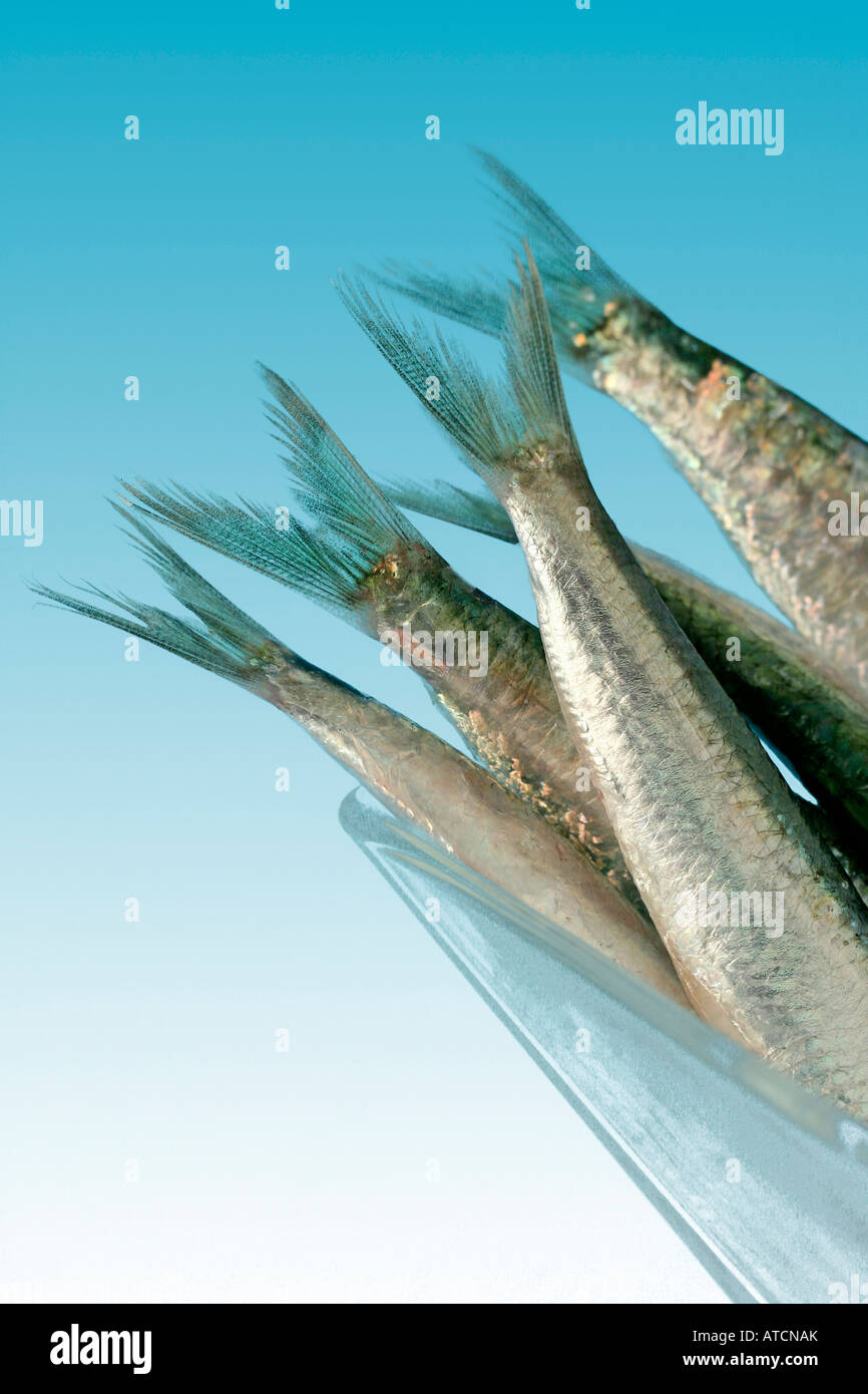 Saiden Fish Good fish hi-res stock photography and images - Alamy