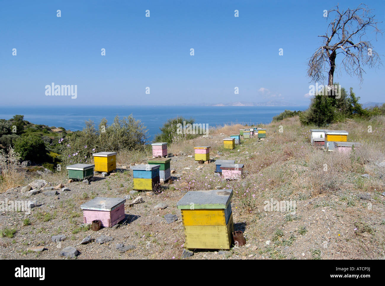 Colored bee houses in a field Stock Photo