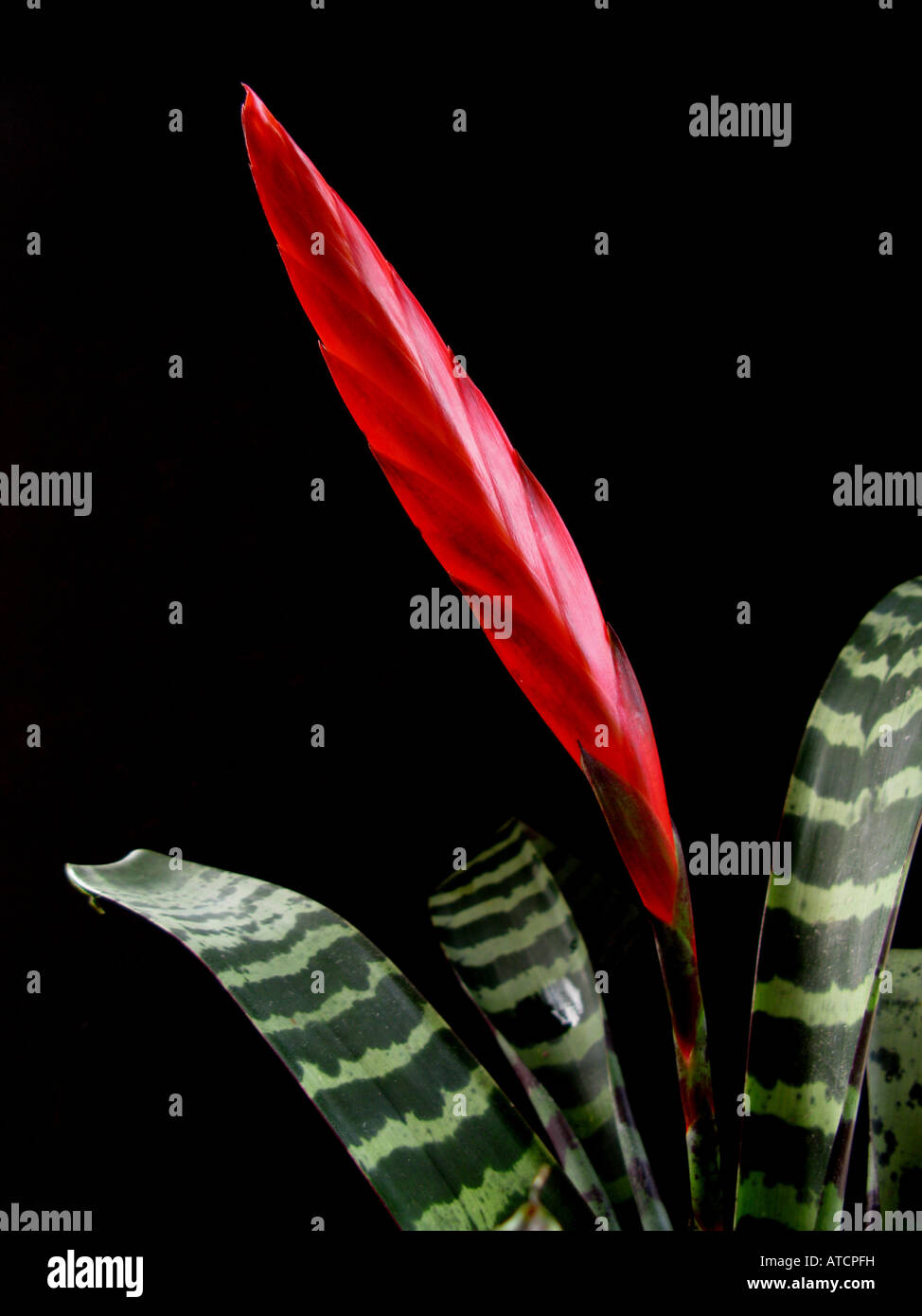 Vriesea splendens, Bromeliaceae, Flaming Sword Stock Photo