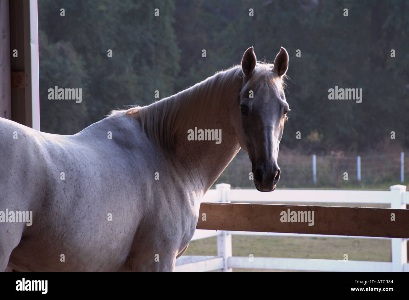 Anglo Arabian Horse Standing at Barn Door Stock Photo Alamy