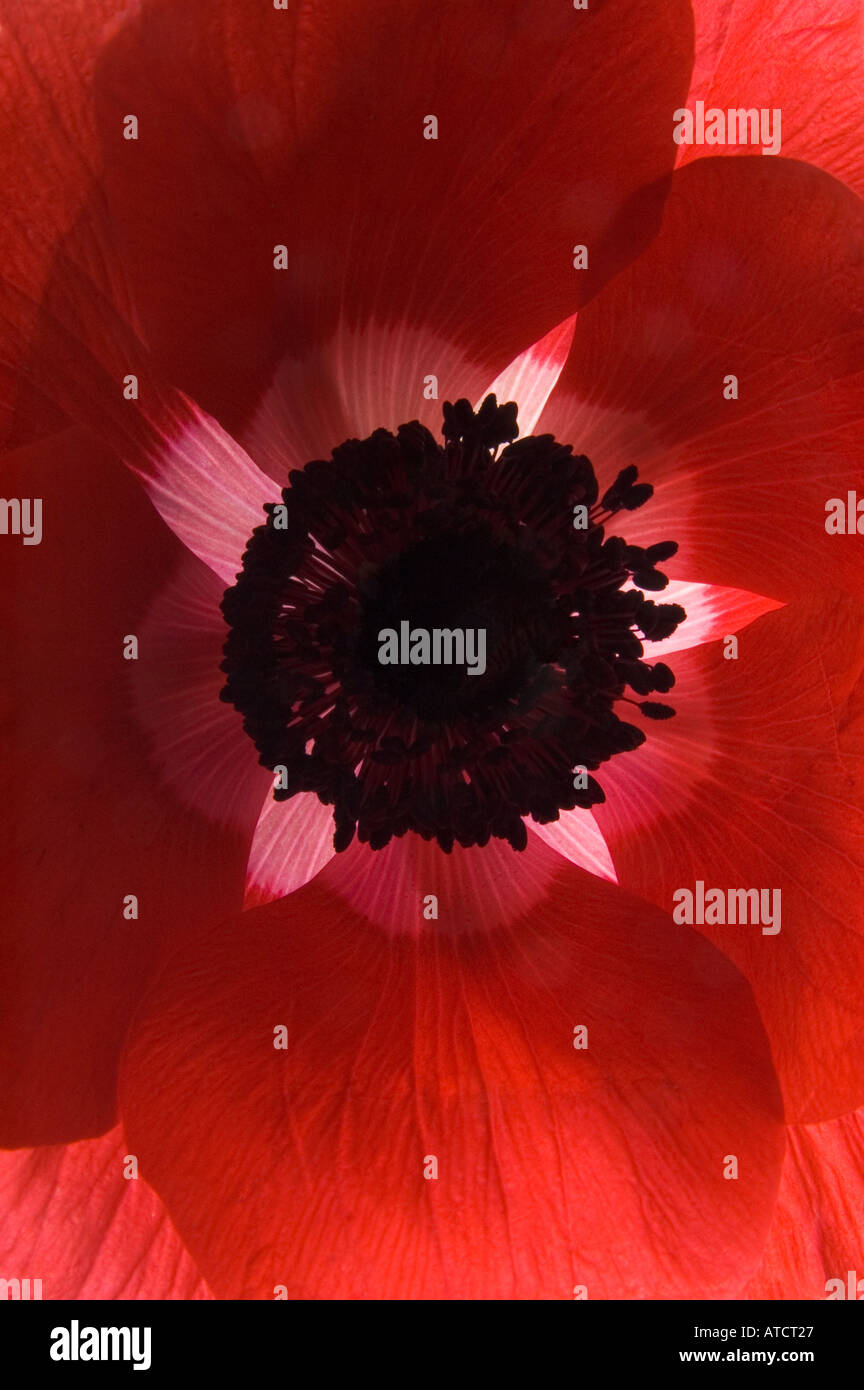 Close up poppy hi-res stock photography and images - Alamy