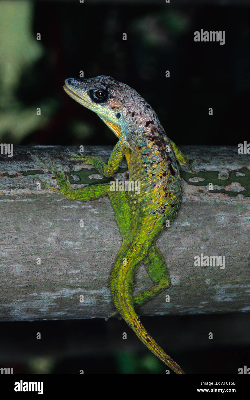 An Anolis extremus lizard, an endemic of the island of Barbados, Lesser  Antilles Stock Photo - Alamy