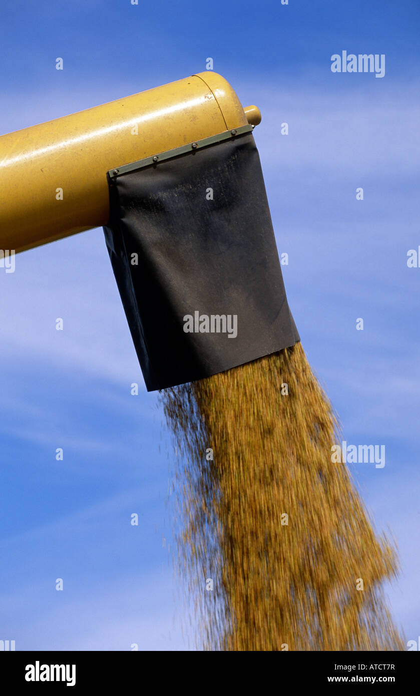 newly harvested grain pouring from combine auger spout Stock Photo Alamy