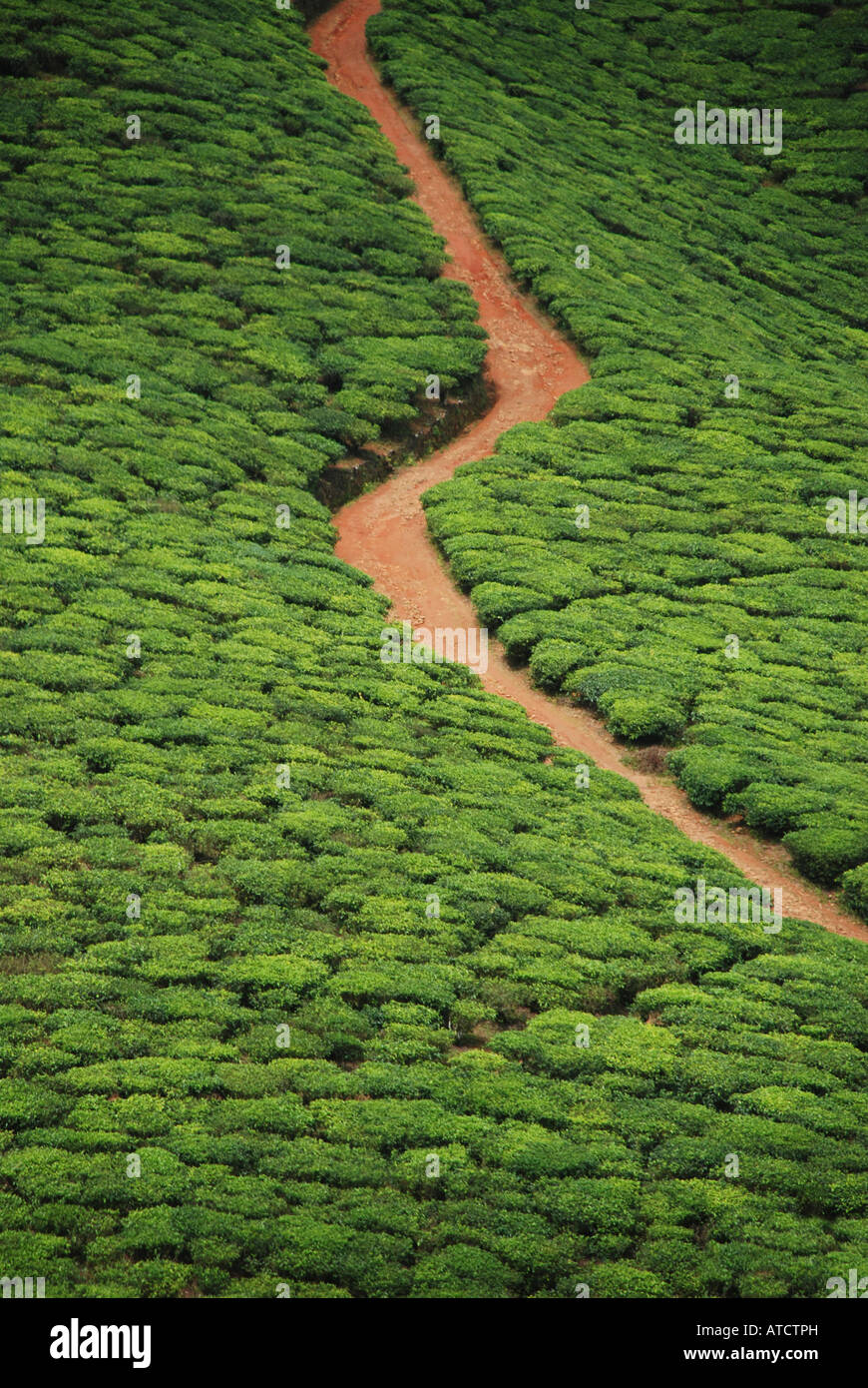 Tea plantation road across the hillsides in Kerala India Stock Photo