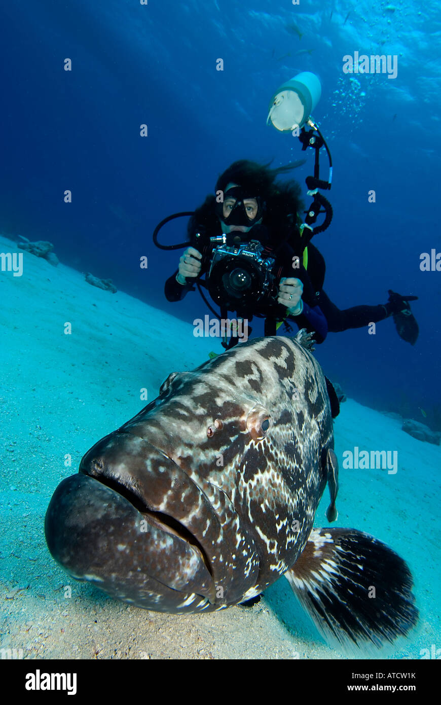 Grouper and diver, camera, photographer, ocean, sea, scuba, diving