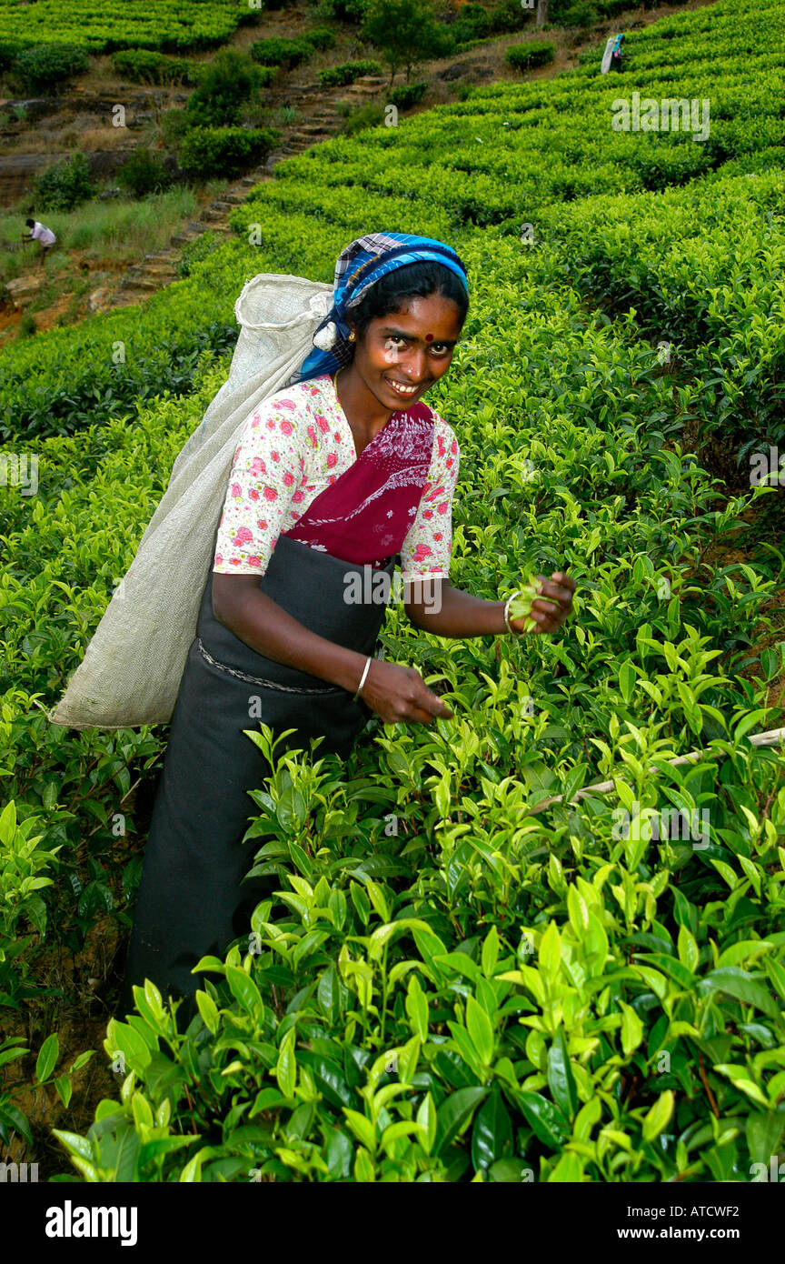 ELLA SRI LANKAN TEAFACTORY TEA PEOPLE FACTORY Stock Photo Alamy