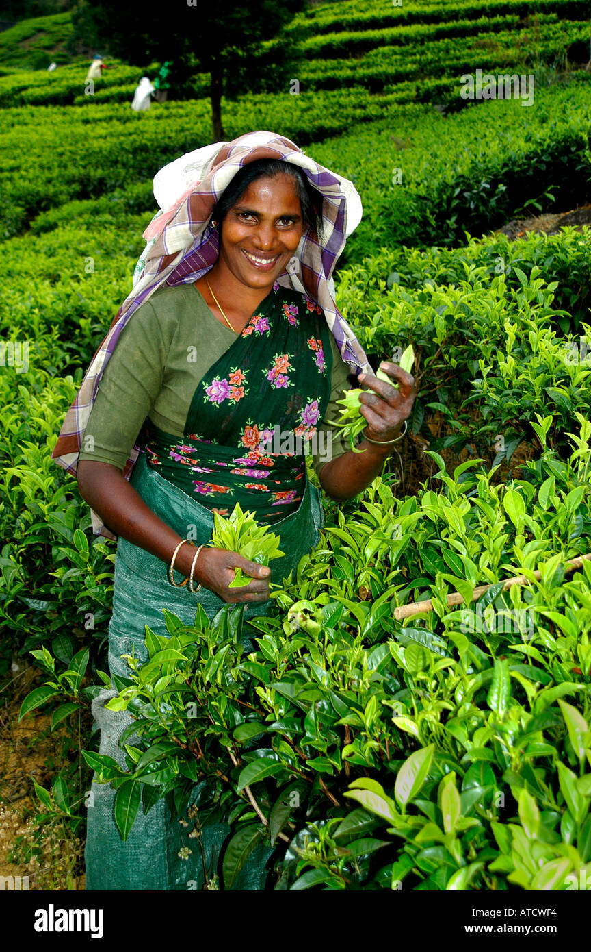 ELLA SRI LANKAN TEAFACTORY TEA PEOPLE FACTORY Stock Photo Alamy