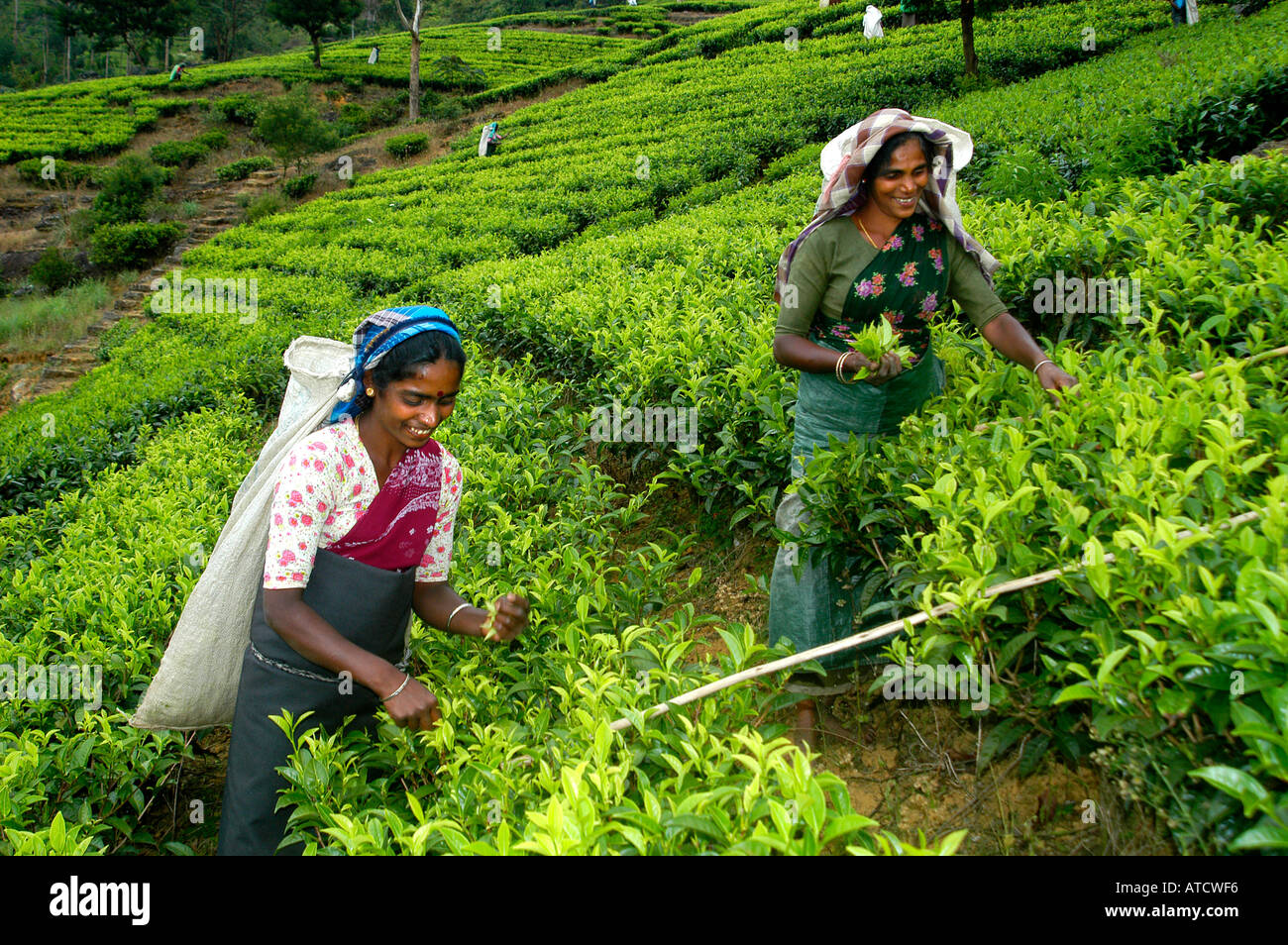ELLA SRI LANKAN TEAFACTORY TEA PEOPLE FACTORY Stock Photo Alamy