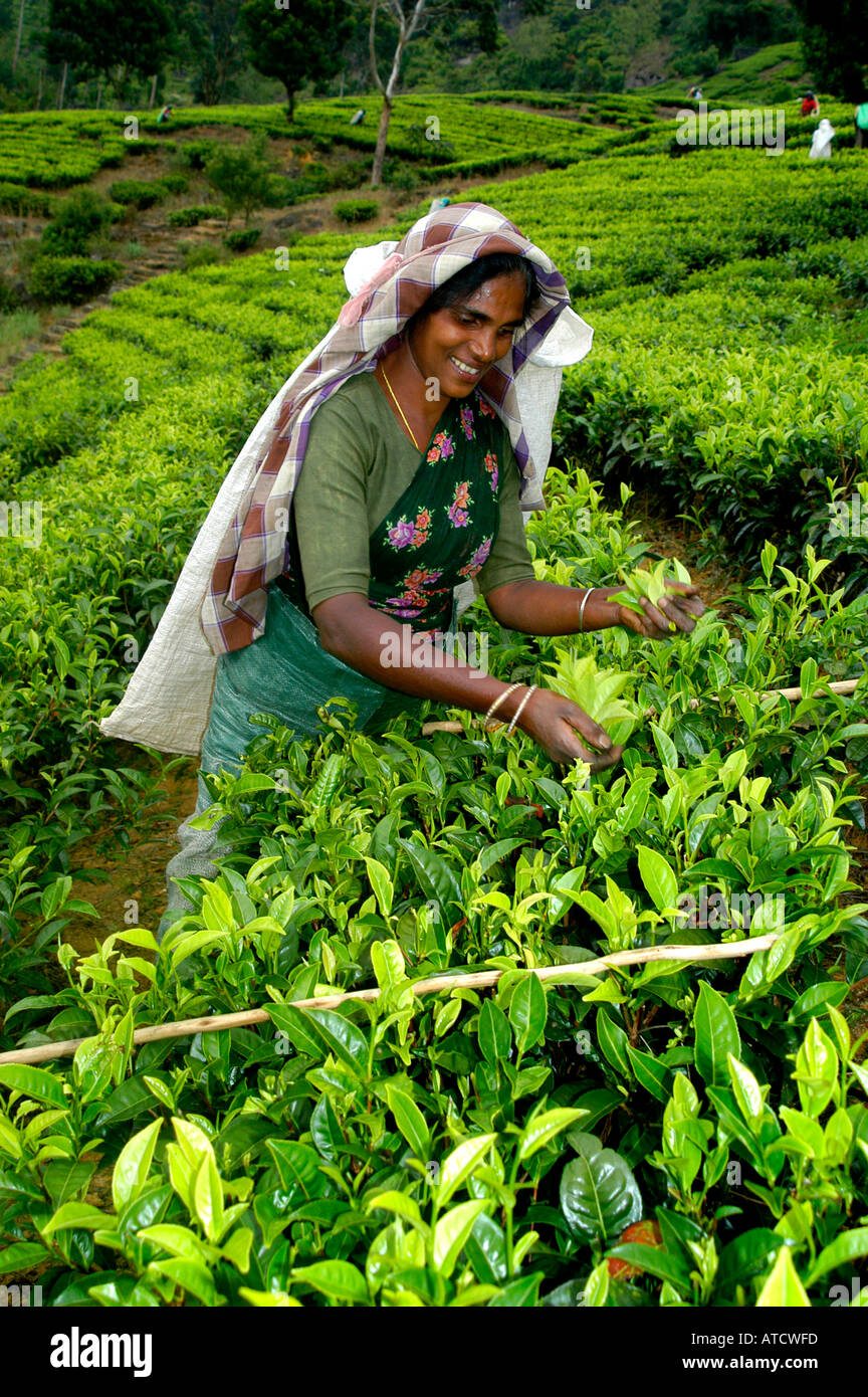 ELLA SRI LANKAN TEAFACTORY TEA PEOPLE FACTORY Stock Photo Alamy