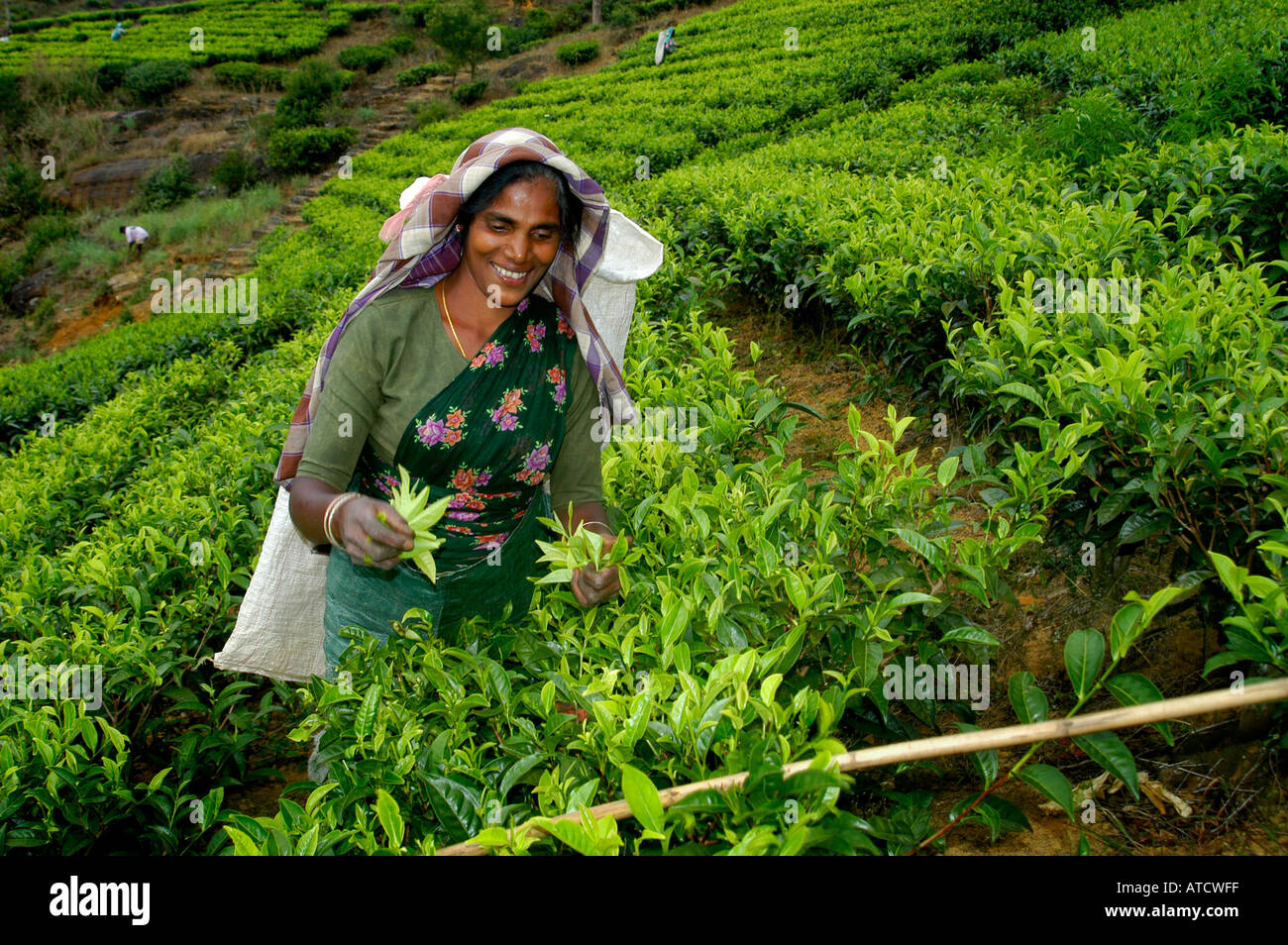 ELLA SRI LANKAN TEAFACTORY TEA PEOPLE FACTORY Stock Photo Alamy