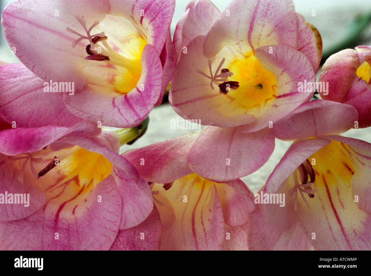 Freesia - Fresia flower - Iridaceae Stock Photo