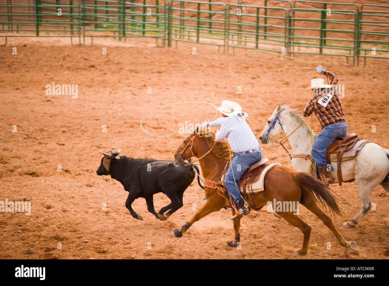 riders compete in the Team Steer Roping event All Indian Rodeo Gallup ...