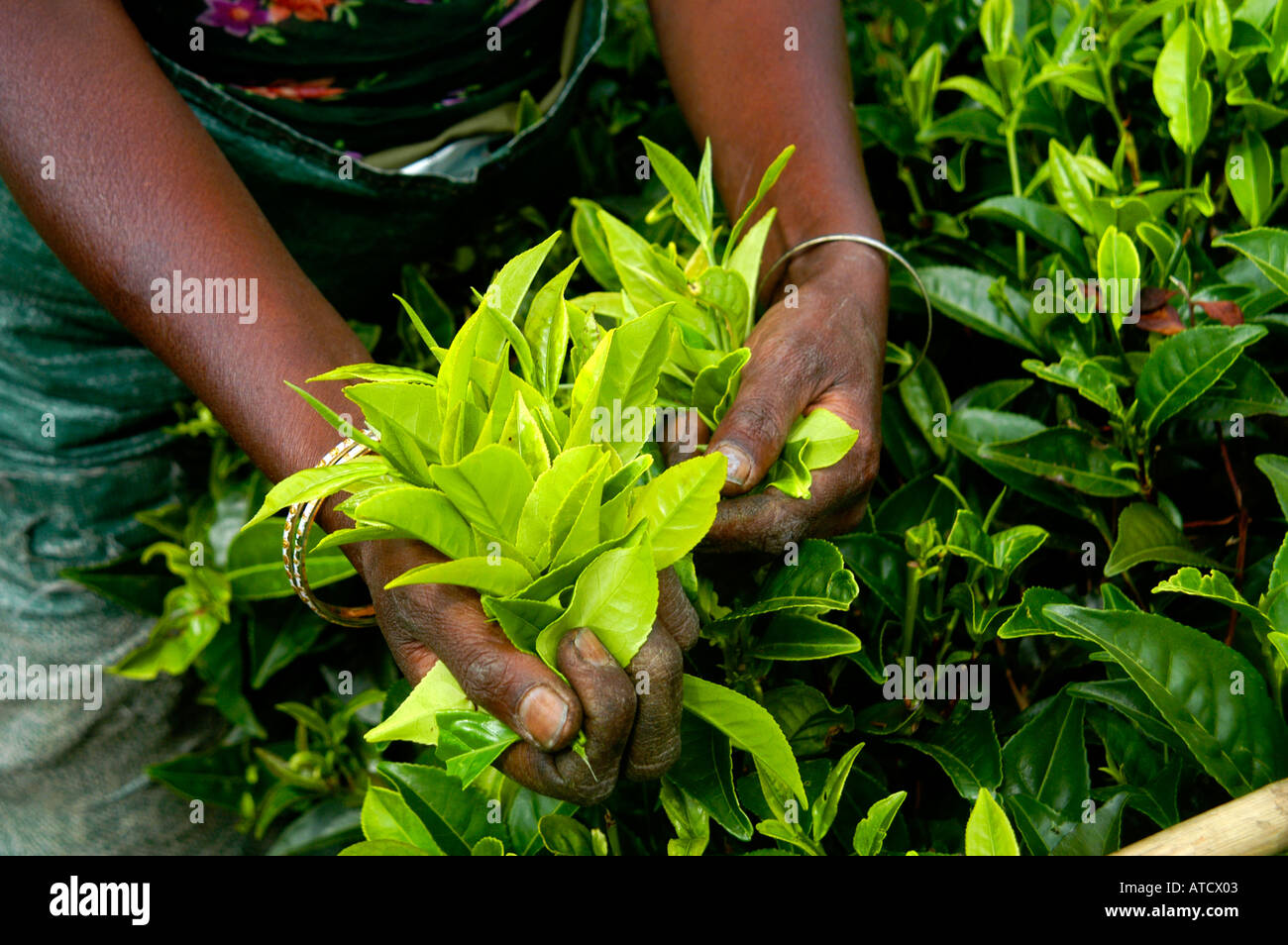 ELLA SRI LANKAN TEAFACTORY TEA PEOPLE FACTORY Stock Photo Alamy
