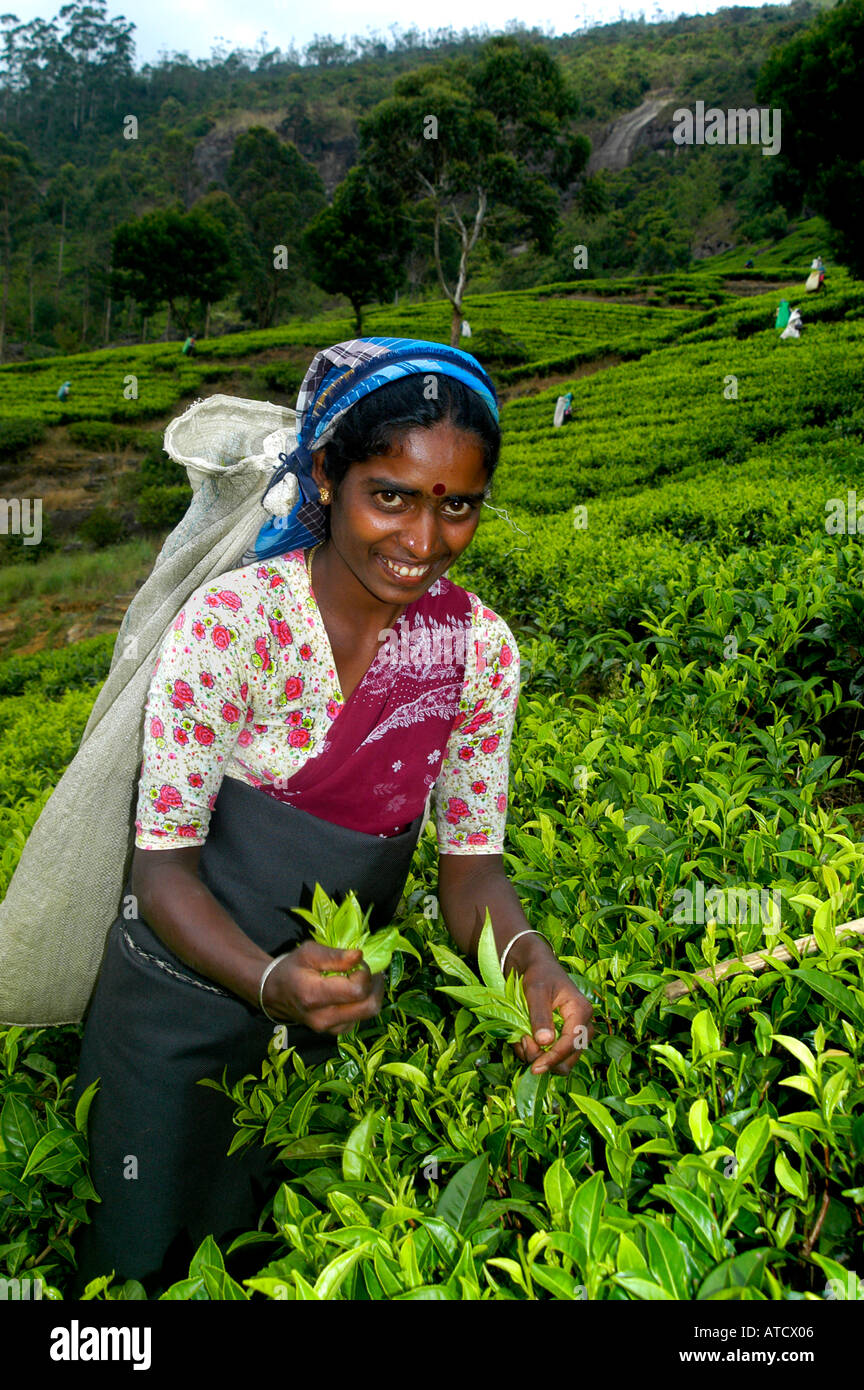 ELLA SRI LANKAN TEAFACTORY TEA PEOPLE FACTORY Stock Photo Alamy