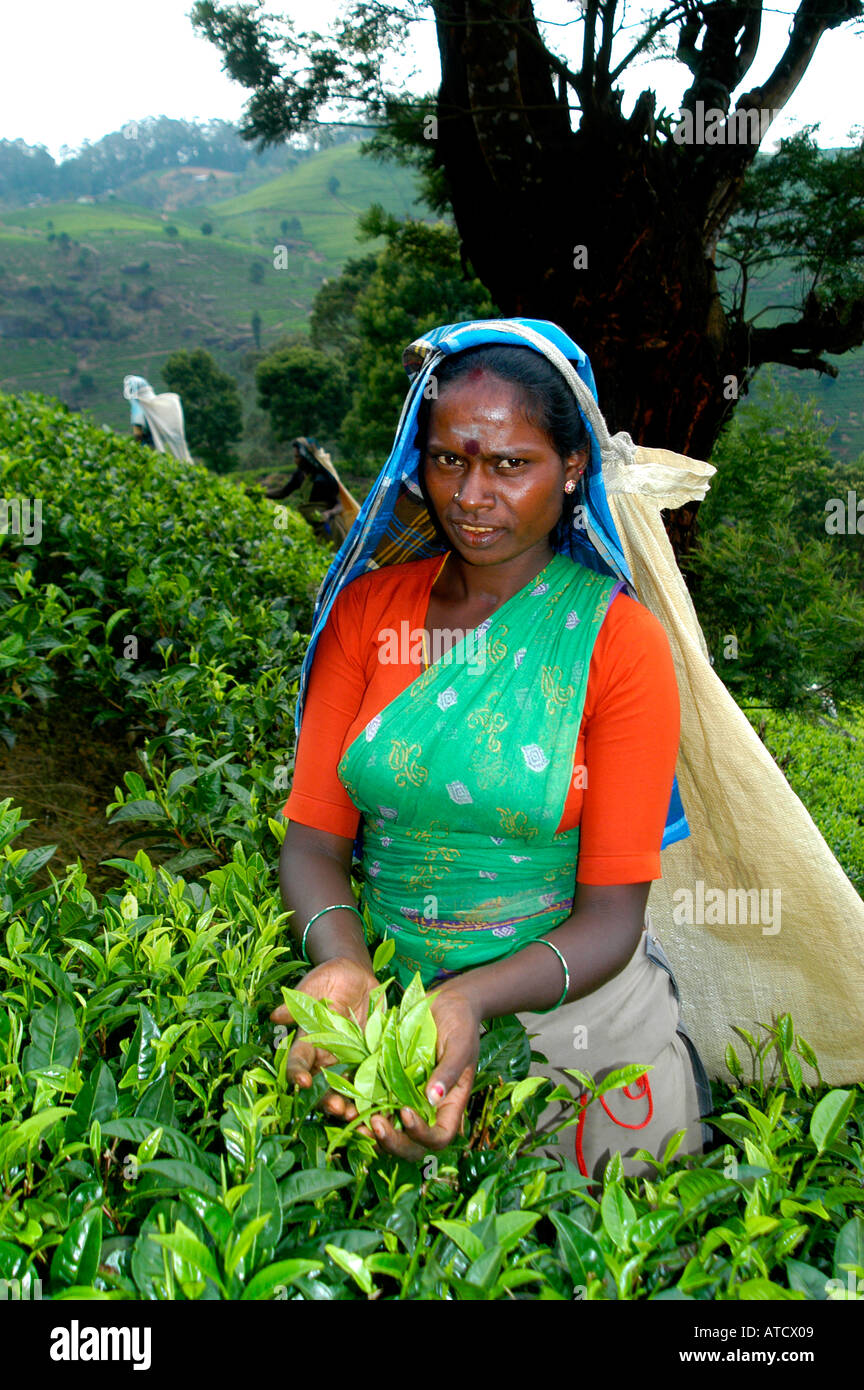 ELLA SRI LANKAN TEAFACTORY TEA PEOPLE FACTORY Stock Photo Alamy