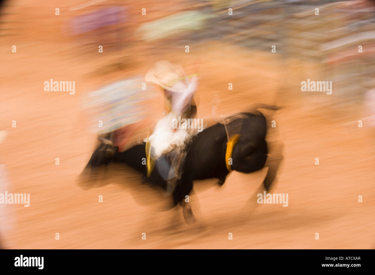 young riders compete in the Bull Riding event All Indian Rodeo Gallup ...