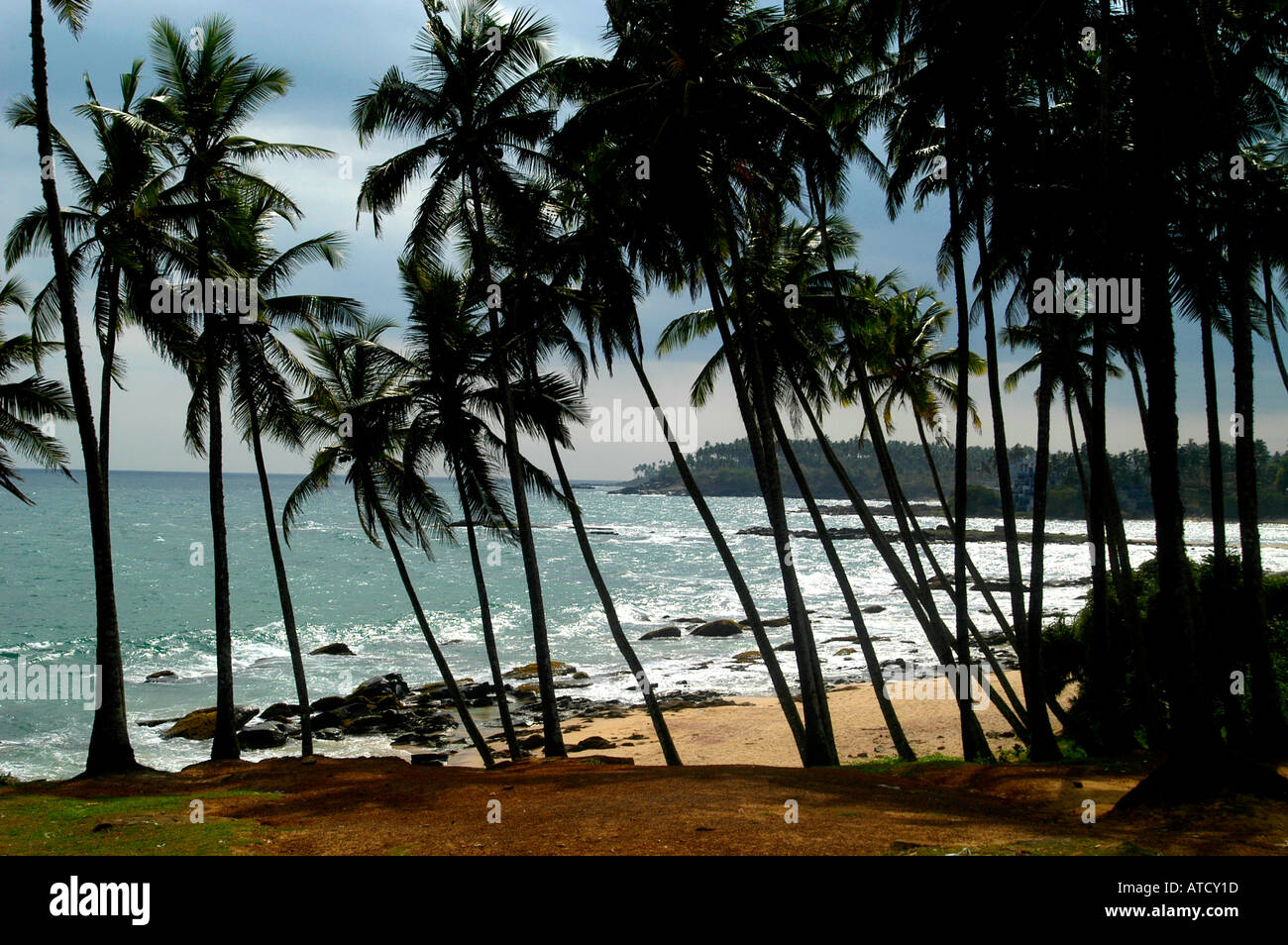 Beach palm tree tropical hi-res stock photography and images - Alamy